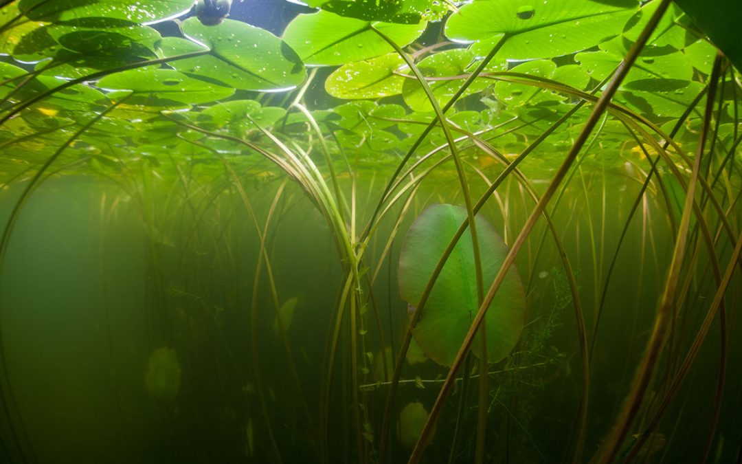 Naturaft_feature2